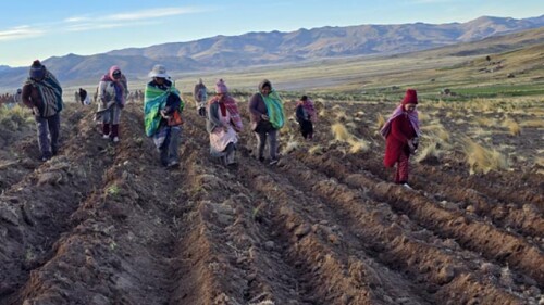 PERU BIOHUERTOS A CAMPO ABIERTO.jpg